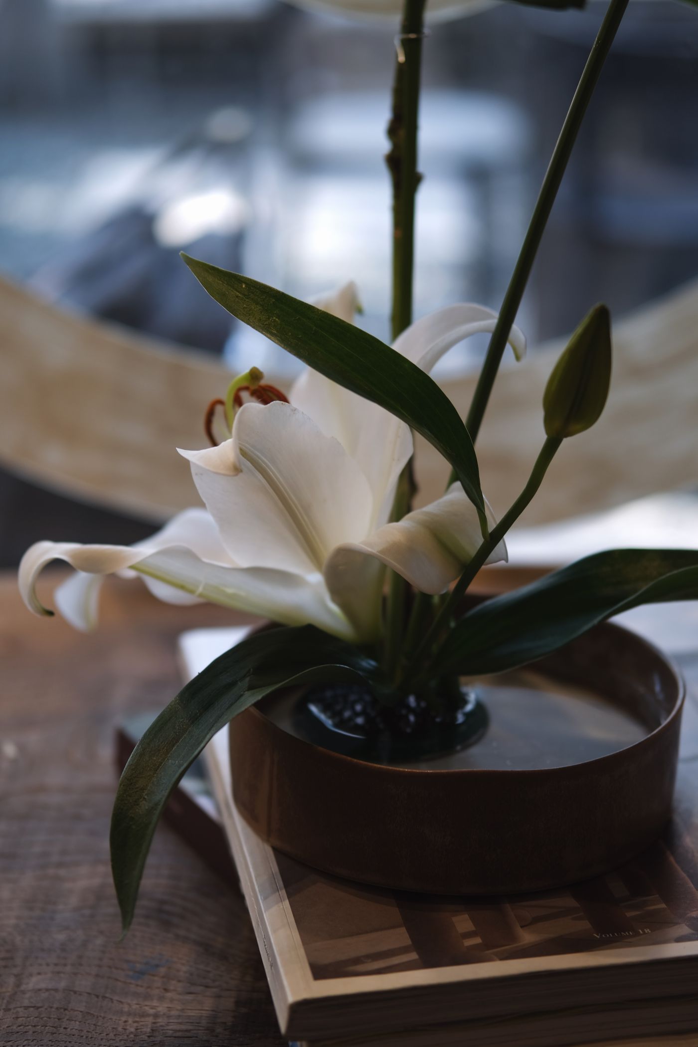 White lily in a quiet indoor room